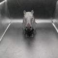 Capivara